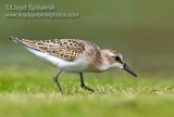 Semipalmated Sandpiper (juvenile)