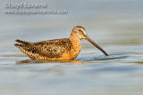 Long-billed Dowitcher