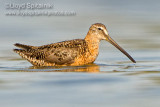 Long-billed Dowitcher