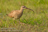 Whimbrel