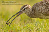Whimbrel