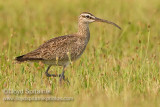 Whimbrel