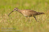 Whimbrel