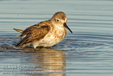 Western Sandpiper