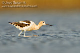 American Avocet