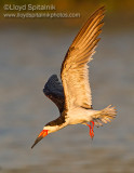 Black Skimmer