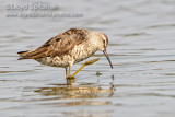 Stilt Sandpiper