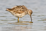 Stilt Sandpiper