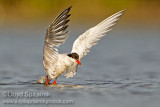 Common Tern