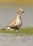 Black-bellied Plover