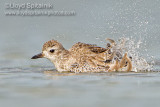 Black-bellied Plover