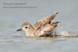 Black-bellied Plover