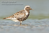 Black-bellied Plover