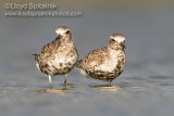 Black-bellied Plover