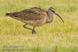 Whimbrel (juvenile)