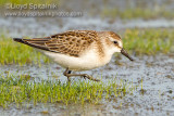 Semipalmated Sandpiper (juvenile)