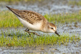 Semipalmated Sandpiper (juvenile)