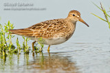 Pectoral Sandpiper