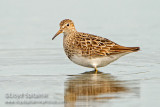 Pectoral Sandpiper