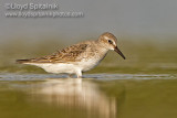 White-rumped Sandpiper 
