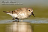 White-rumped Sandpiper 