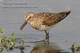 White-rumped Sandpiper 