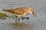 White-rumped Sandpiper 