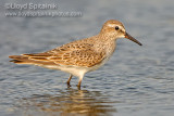 White-rumped Sandpiper 