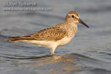 White-rumped Sandpiper 