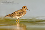 Pectoral Sandpiper (juvenile)