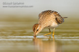 Pectoral Sandpiper (juvenile)
