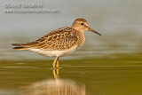 Pectoral Sandpiper (juvenile)