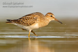 Pectoral Sandpiper (juvenile)