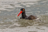 American Oystercatcher 