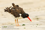 American Oystercatcher 