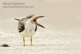 Black Skimmer