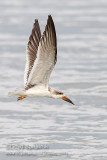 Black Skimmer