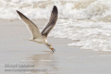 Black Skimmer