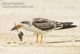 Black Skimmer
