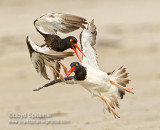 American Oystercatcher 
