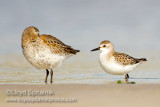 Semipalmated Sandpiper (w/Dunlin on left)