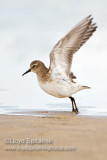 White-rumped Sandpiper (juvenile)