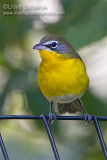 Yellow-breasted Chat