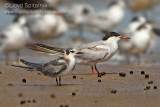 Black Tern