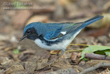 Black-throated Blue Warbler