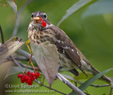 Rose-breasted Grosbeak (female)