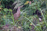 American Bittern