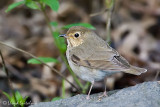 Swainsons Thrush