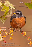 American Robin