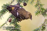 White-winged Crossbill